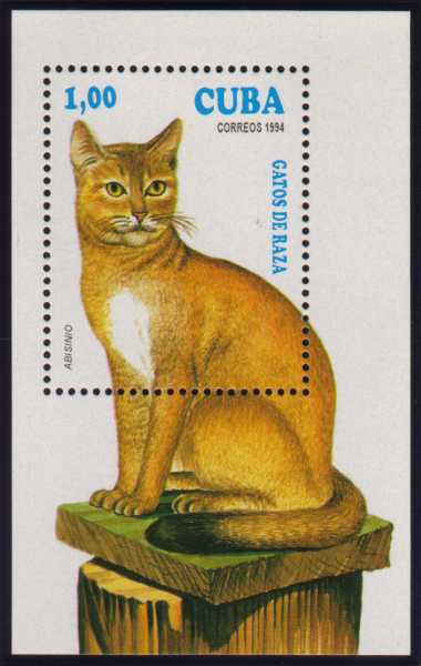 Abyssinian