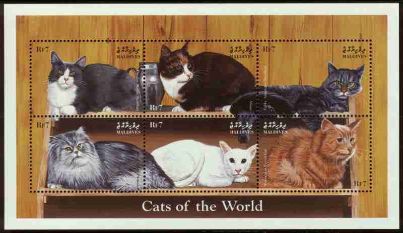 Cats, Cats Everywhere!