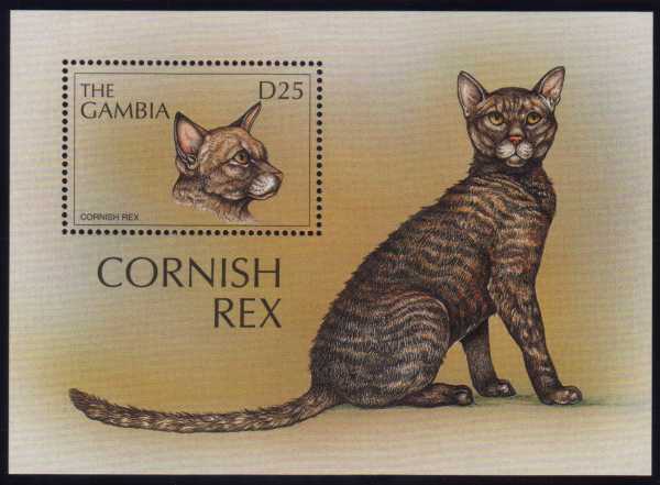 Cornish Rex