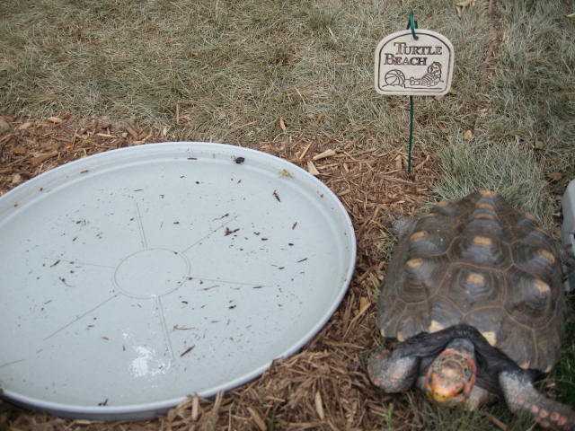 Elsie at Turtle Beach